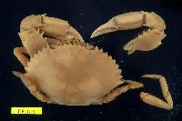 藏品(鋸緣青蟳)的圖片